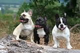 BOULEDOGUE FRANCAIS 1310